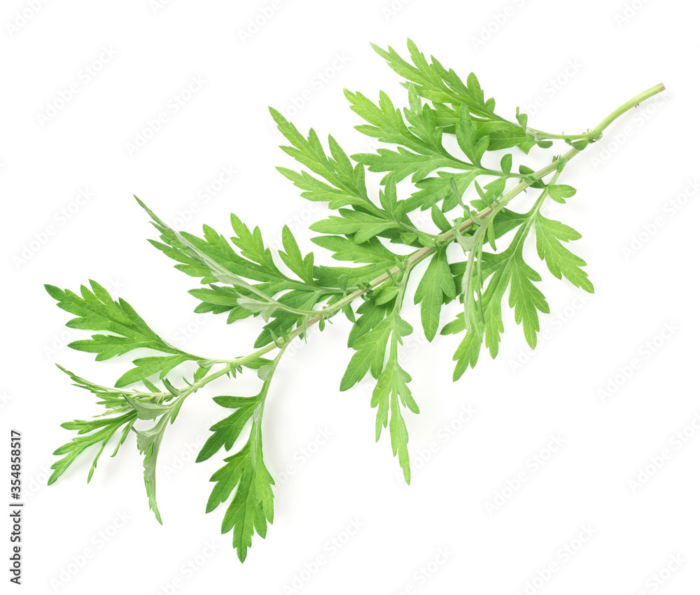 fresh mugwort twigs isolated on white background fresh mugwort twigs isolated on white background
