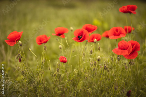 Wild field full of blooming poppies with red petals against the background of rich green vegetation in beautiful daylight. Spring flowers that beautify the fields. Background with floral motifs. © Gabriel