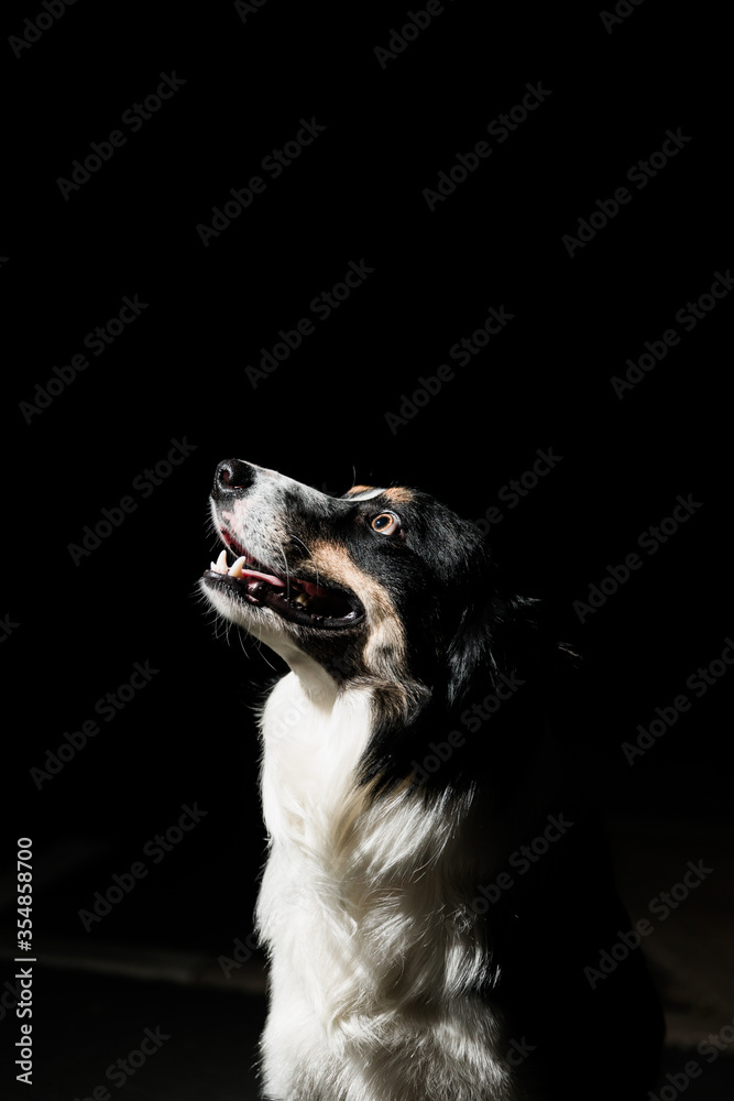 Profile portrait of border collie against dark background