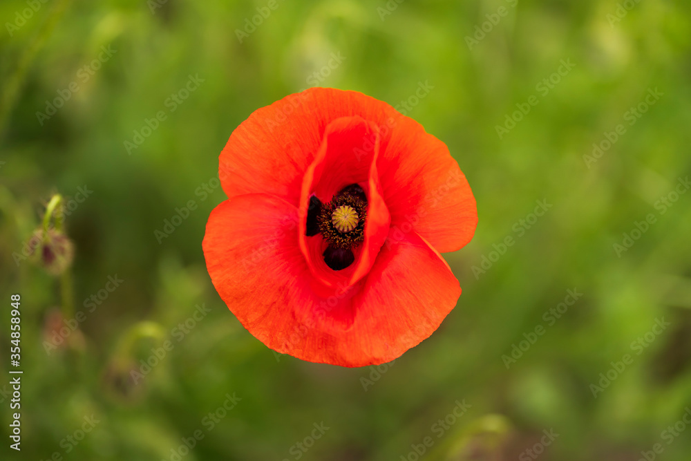 Close-up of flowering poppy with red petals against the background of green vegetation. Poppy seeds. Close-up of flowering poppy with red petals against the background of green vegetation. Poppy seeds.