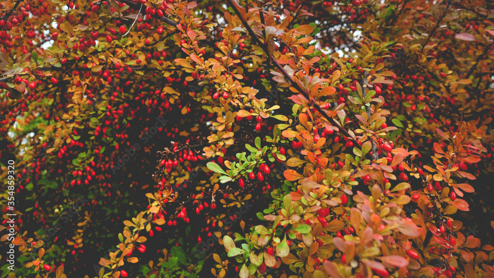 Closeup toned image of autumn barberry bush with ripe berries Closeup toned image of autumn barberry bush with ripe berries