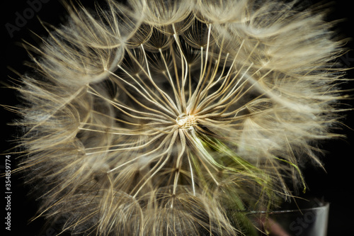Dewdrops on a dandelion close-up