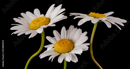 Daisy flower with its distictive white petals photo