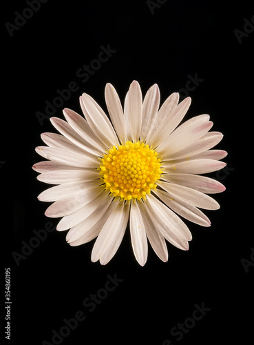 Daisy flower with its distictive white petals photo