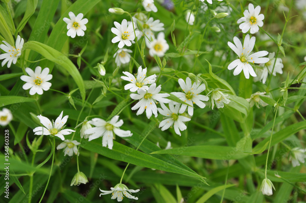 white flowers on green grass white flowers on green grass