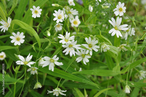 white flowers on green grass