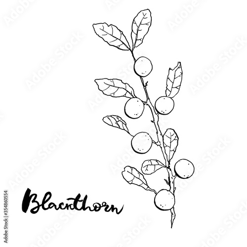 hand drawn painted set of watercolor sketch of isolated berries Prunus spinosa  blackthorn  sloe on white background with handwritten words