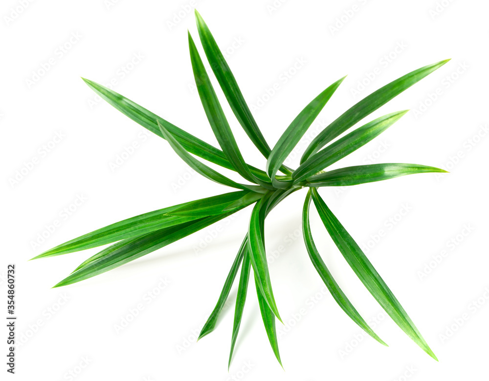 Naklejka premium fresh pandan leaves isolated on white background