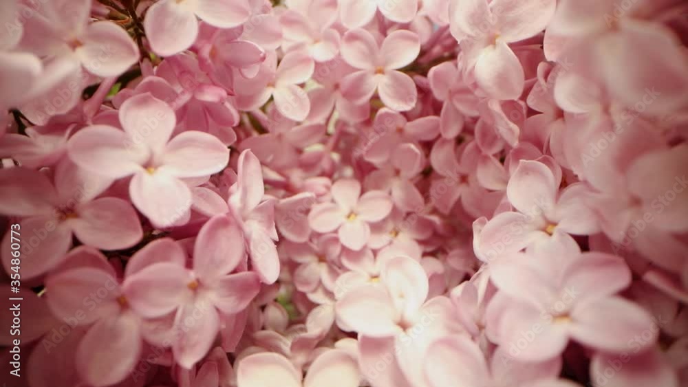 pink lilac flower closeup. dolly shot Stock ビデオ | Adobe Stock