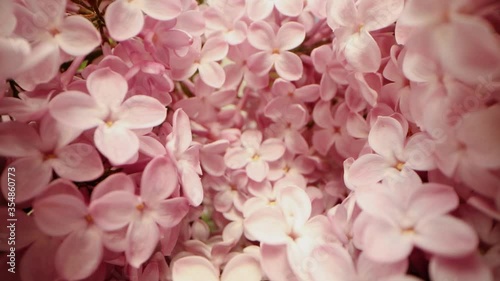 pink lilac flower closeup. dolly shot