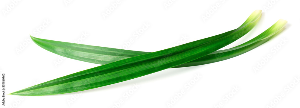 fresh pandan leaves isolated on white background fresh pandan leaves isolated on white background