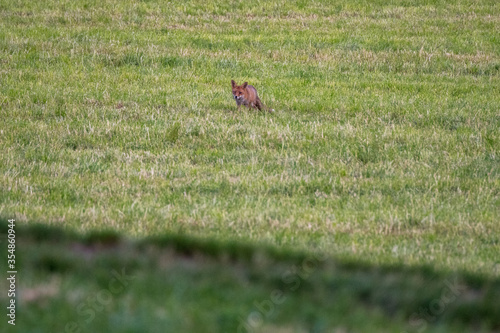 Rotfuchs auf Wiese im Emmental © schame87