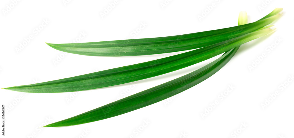 fresh pandan leaves isolated on white background fresh pandan leaves isolated on white background