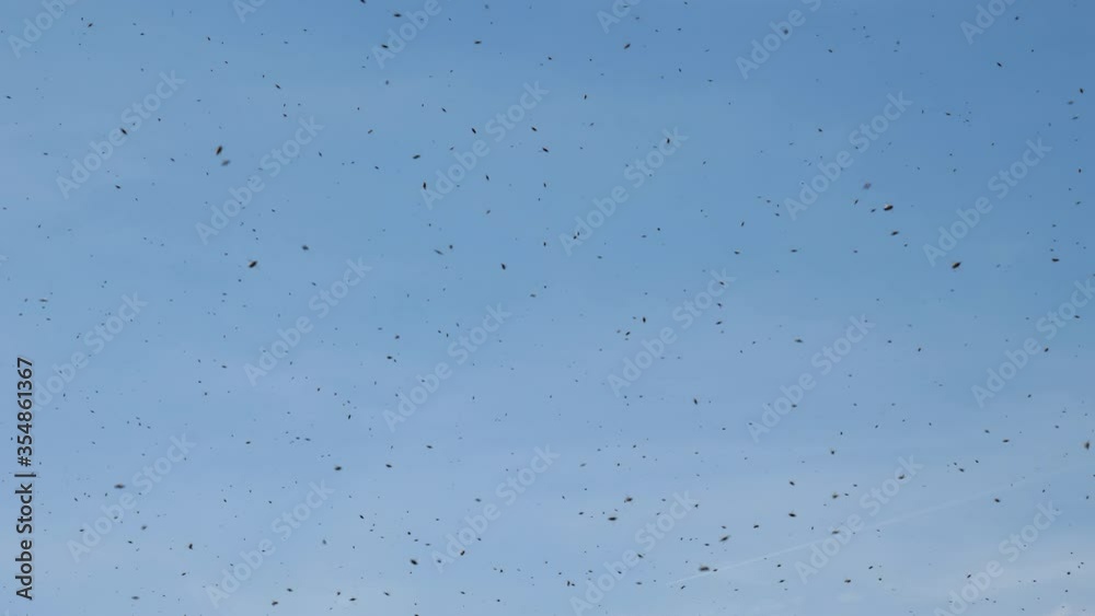 Thousands of bees flying against a clear blue sky Thousands of bees flying against a clear blue sky