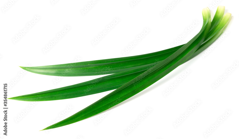 fresh pandan leaves isolated on white background fresh pandan leaves isolated on white background