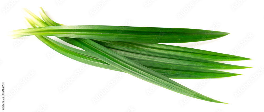 fresh pandan leaves isolated on white background