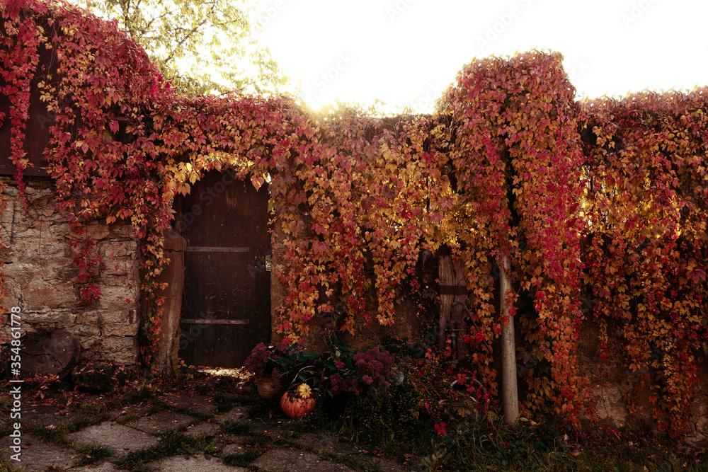 Beautiful overgrown wall in golden autumn light with orange and red leaves Beautiful overgrown wall in golden autumn light with orange and red leaves