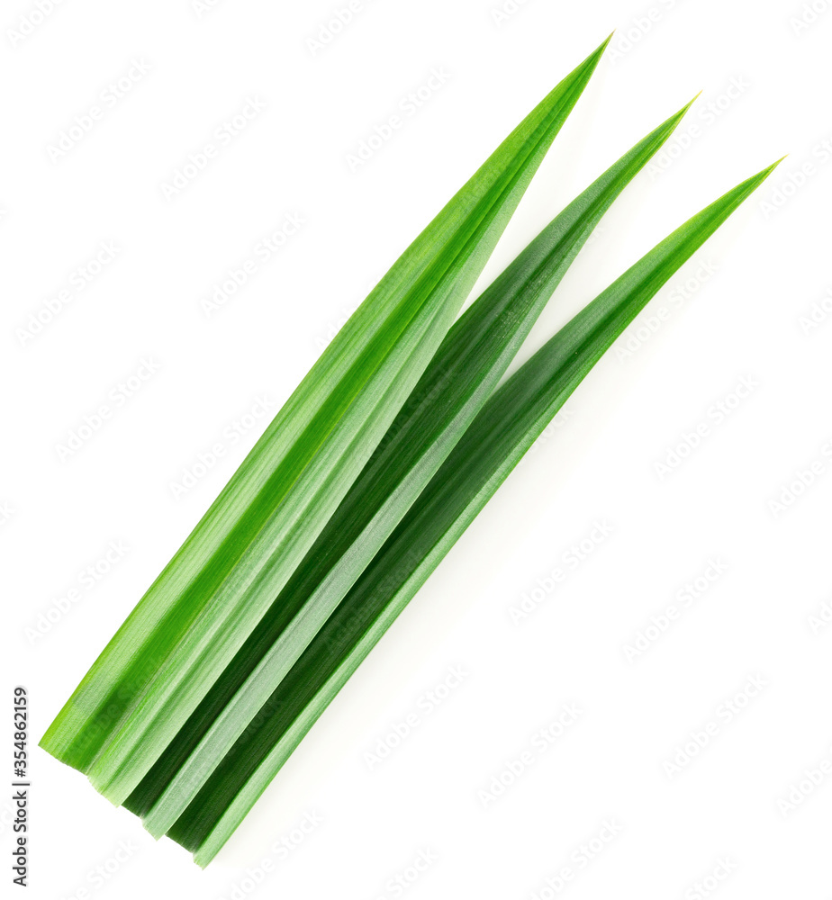 fresh pandan leaves isolated on white background, top view fresh pandan leaves isolated on white background, top view