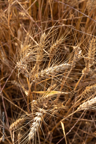 close up of yellow wheat ears