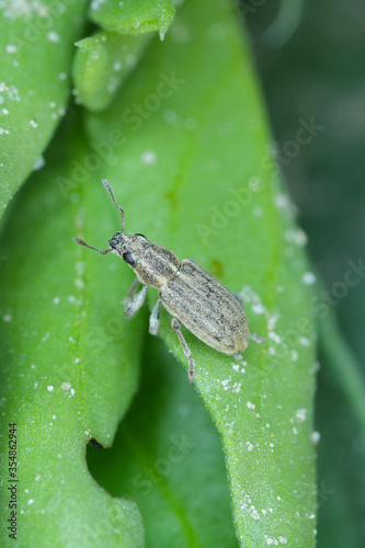 A pea leaf weevil (Sitona lineatus). beetle on the damaged plant. It is a pest of broad beans, field beans and other legumes. photo