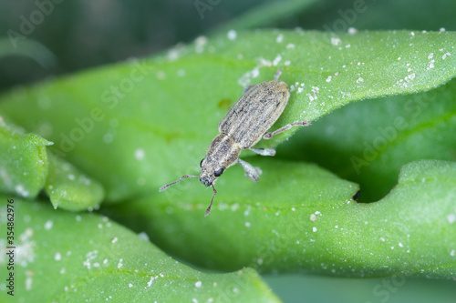 A pea leaf weevil (Sitona lineatus). beetle on the damaged plant. It is a pest of broad beans, field beans and other legumes.