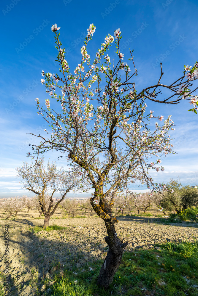 Almendros en flor en primavera. Pinto. Madrid. España. Europa. Almendros en flor en primavera. Pinto. Madrid. España. Europa.