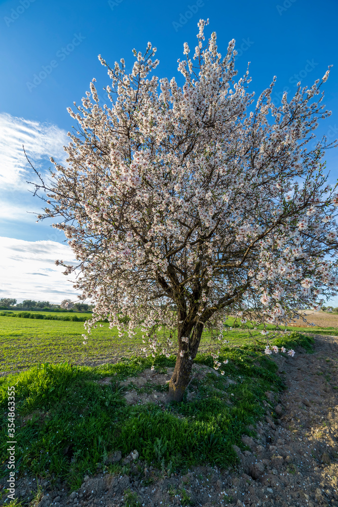 Almendro en flor en el campo de Pinto. Madrid. España. Europa.