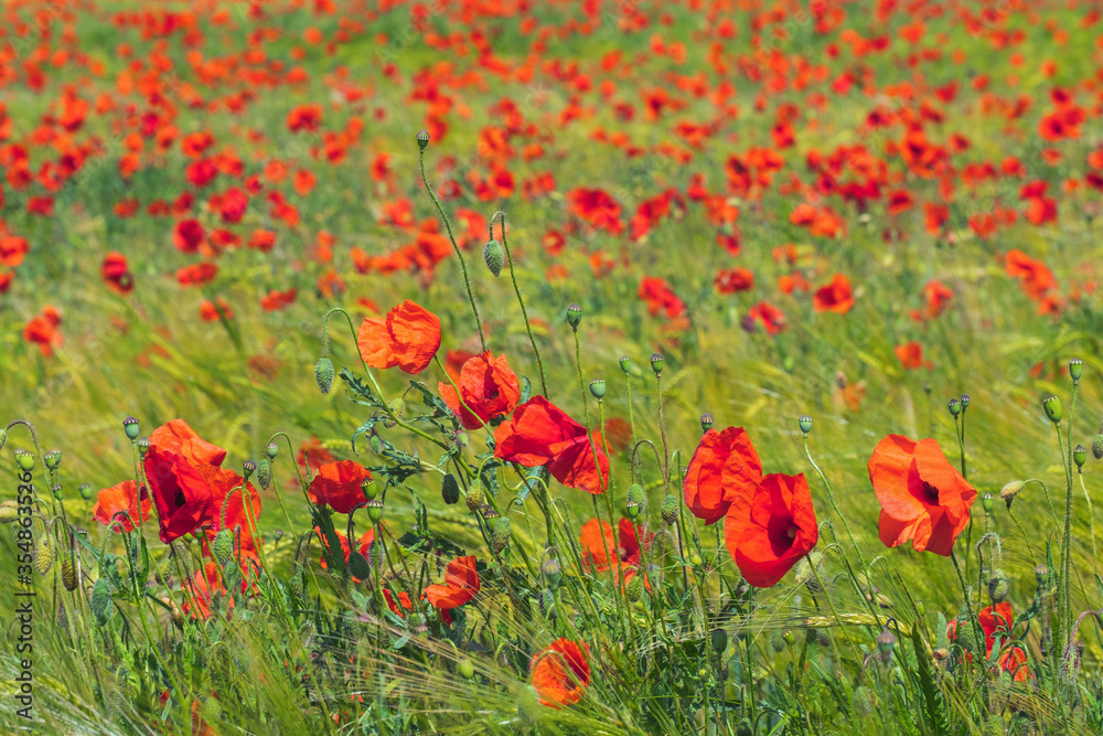 Fototapeta premium Rot blühender Klatschmohn in einem Getreidefeld an einem sonnigen Tag