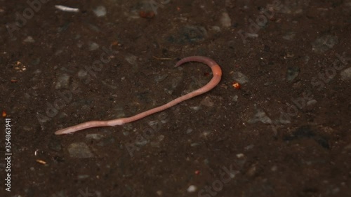 a worm crawls on the asphalt in the rain photo