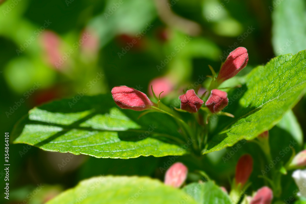 Old-fashioned weigela Old-fashioned weigela