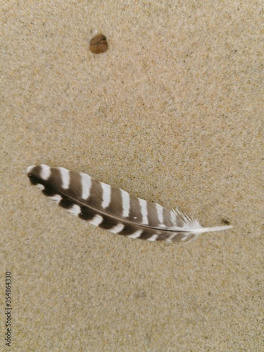 Plume d'oiseau sur le sable