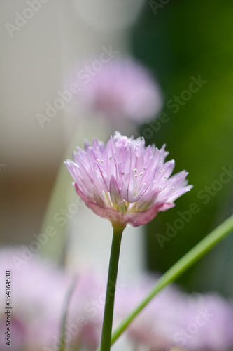 Chives flower