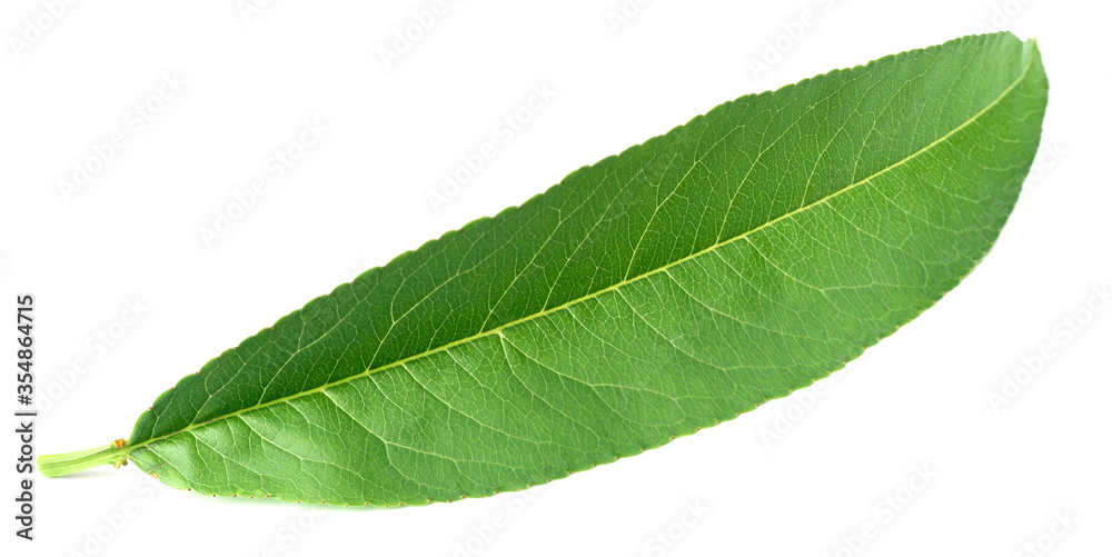 fresh peach leaf isolated on white background fresh peach leaf isolated on white background