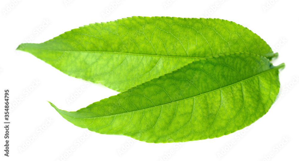 Fototapeta premium fresh peach leaves isolated on white background