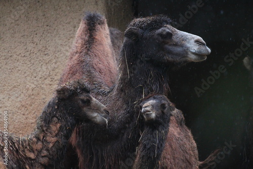 Camel family in a rainy day. photo