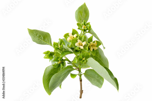 Billede på lærred Branch flowers and leaves of persimmon (diospyros) kaki fruit isolated on a whit