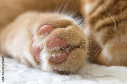 Closeup cute the paw of male a domestic cat 