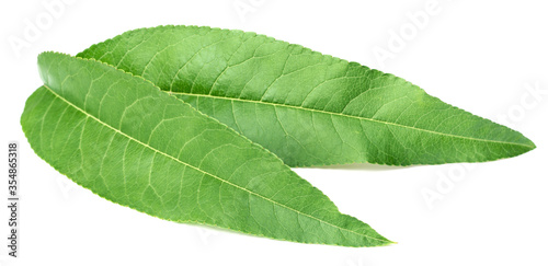 fresh peach leaves isolated on white background