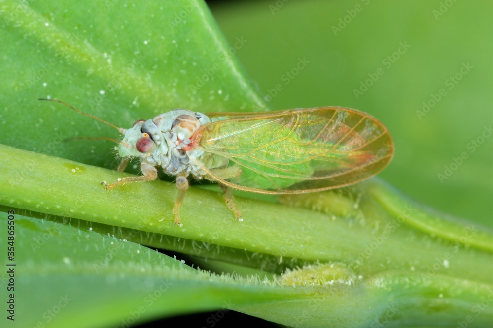 Adult of Jumping plant louse (Psylla buxi) sitting on a boxwood leaf. It is a common garden pest species