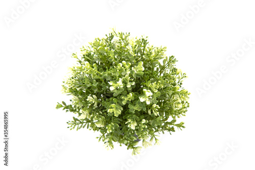 green plant in front of white background