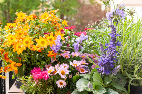 Konstfotografi Bunte Blumen, Balkon, Blume des Jahres