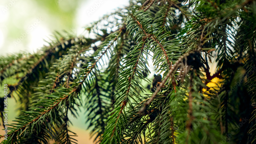 Macro image of sharp green needles on fir tree in the forest Macro image of sharp green needles on fir tree in the forest