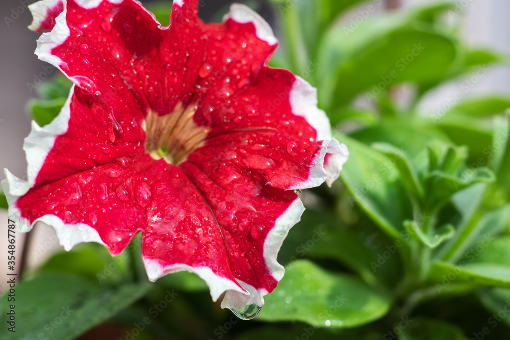 Beautiful water drop on a red flower