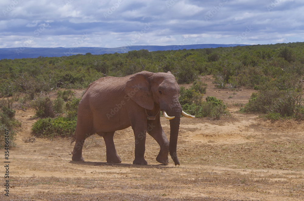 Obraz premium Elefanten im Naturreservat im National Park Südafrika