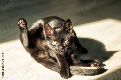 Young black short-haired cat interrupted during licking his tail and looking in camera in sun light in sunny day. Domestic cat during washing. Funny black cat with paw up