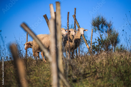 sheep 