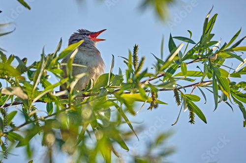 Drosselrohrsänger ( Acrocephalus arundinaceus ).