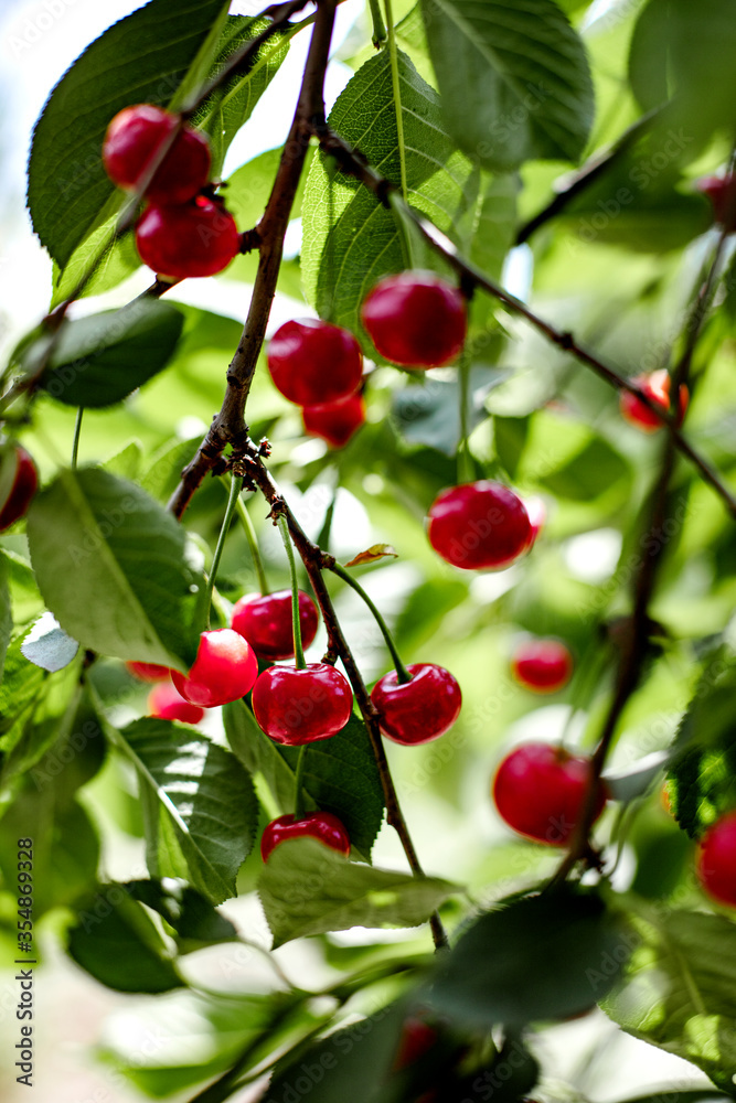 Bunches of red cherries in the garden on the branches. Bunches of red cherries in the garden on the branches.