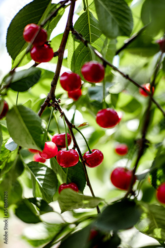 Bunches of red cherries in the garden on the branches.