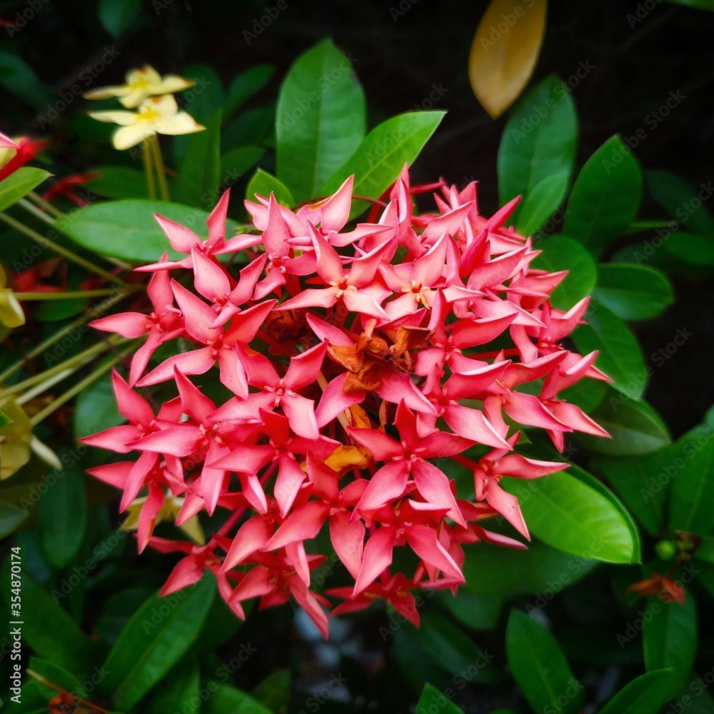 red ashoka flower object with green leaves background red ashoka flower object with green leaves background